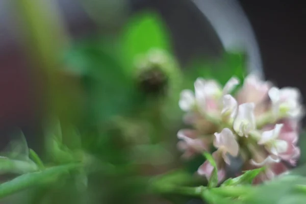 Un gros plan d'une plante verte — Photo