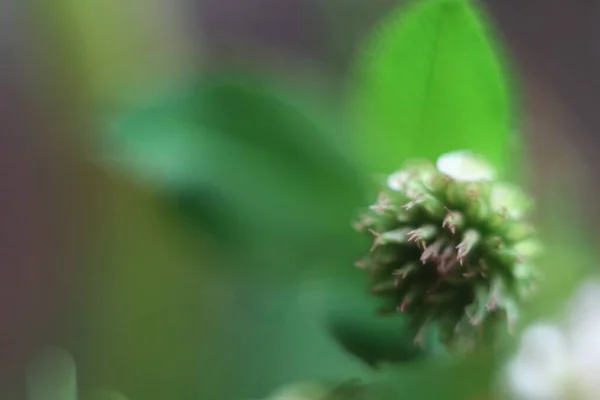 Bir çiçeğe yakın çekim — Stok fotoğraf