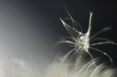 Bir hayvana yakın çekim.