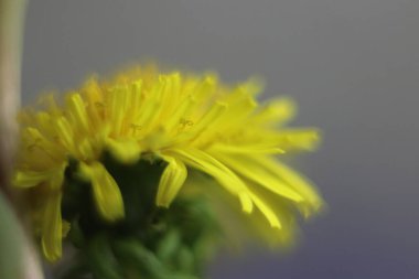 Bir çiçeğe yakın çekim