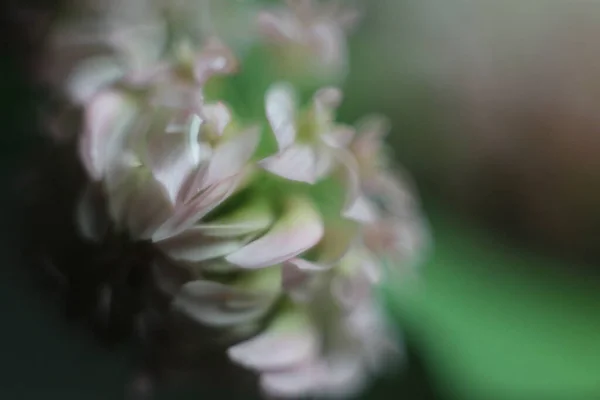Un primo piano di un fiore — Foto Stock