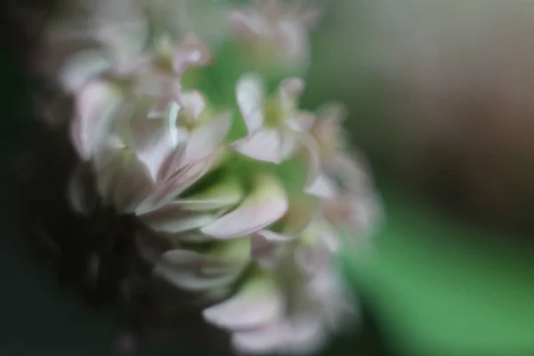 Un primer plano de una flor — Foto de Stock