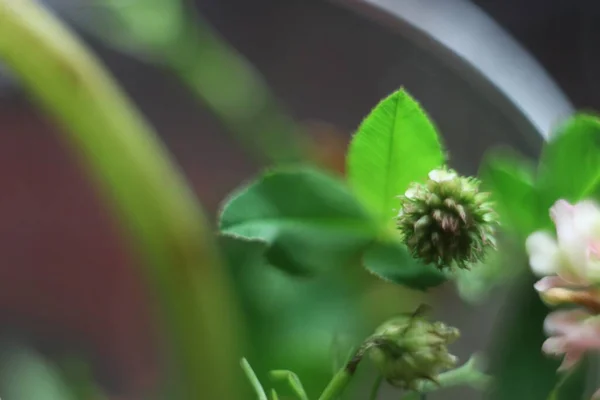 A close up of a plant — Stock Photo, Image