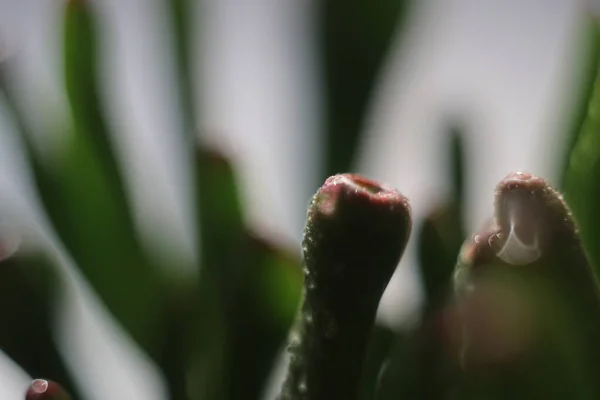 Un primer plano de una planta — Foto de Stock