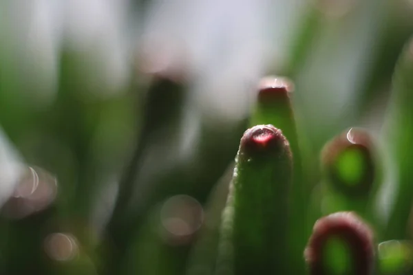 Un primo piano di un fiore — Foto Stock