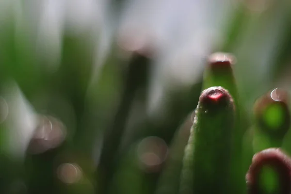 Zblízka na květinu — Stock fotografie