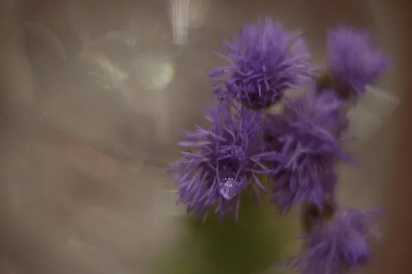 A blurry image of a flower — Stock Photo, Image