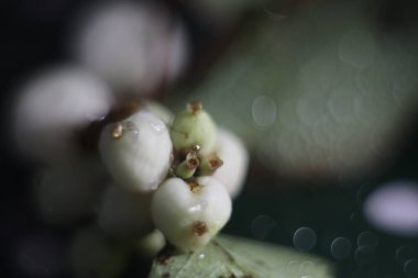 Koyu arkaplanda bir sürü böğürtlen