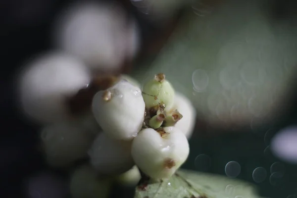 Bouquet de baies de neige sur fond sombre — Photo