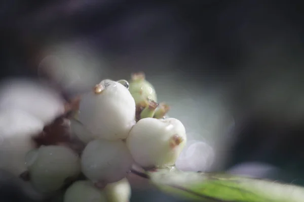 Ein Bündel Schneebeeren auf dunklem Hintergrund — Stockfoto