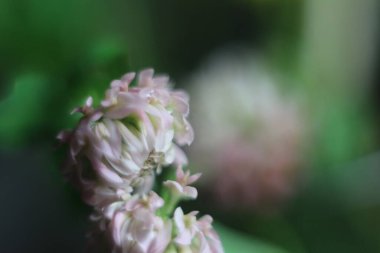 Bir çiçeğe yakın çekim