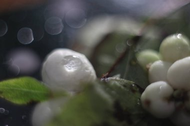 Koyu arkaplanda bir sürü böğürtlen