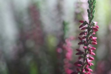 Bir çiçeğe yakın çekim