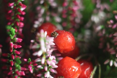 Bir çiçeğe yakın çekim