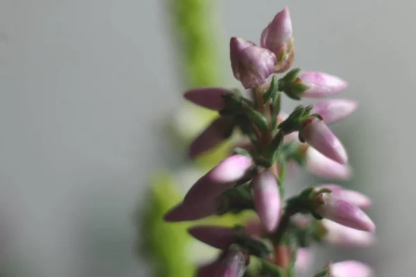 A close up of a flower — Stock Photo, Image