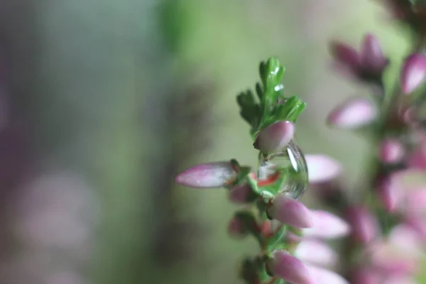 Un primer plano de una flor — Foto de Stock