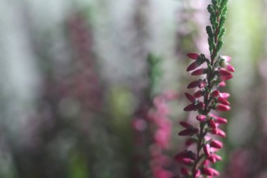 Bir çiçeğe yakın çekim