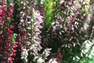 Bir çiçeğe yakın çekim