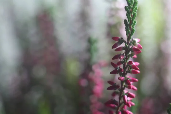 Bitkinin üzerinde pembe bir çiçek — Stok fotoğraf