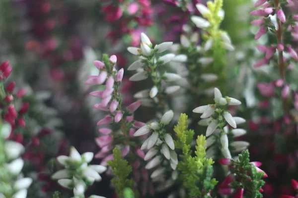 A pink flower on a plant — Stock Photo, Image