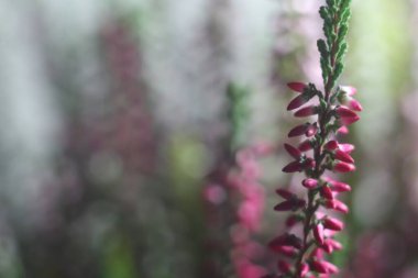 Bir çiçeğe yakın çekim