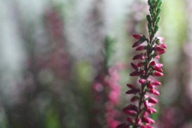 Bitkinin üzerinde pembe bir çiçek