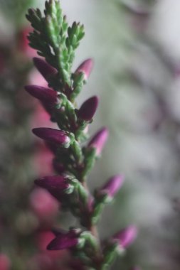 Bitkinin üzerinde pembe bir çiçek