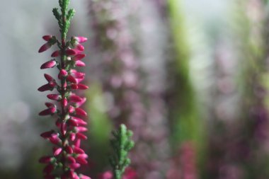 Bir çiçeğe yakın çekim