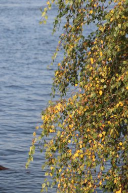 Suyun yanında bir ağaç.