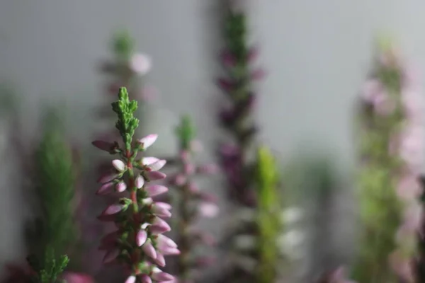 Um close de uma flor — Fotografia de Stock