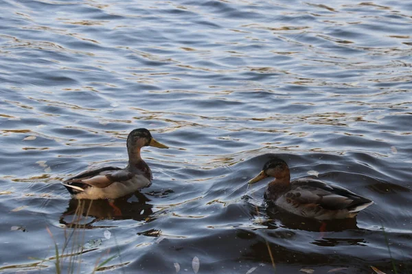 Un canard nageant dans un plan d'eau — Photo
