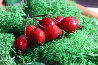 Bahçedeki yeşil bir bitki