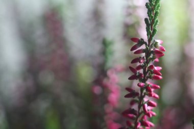 Bitkinin üzerinde pembe bir çiçek