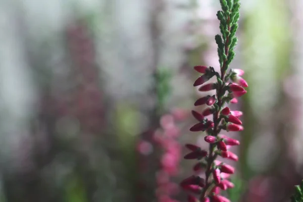 Un gros plan d'une fleur — Photo