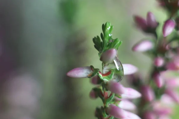 Un primer plano de una flor — Foto de Stock