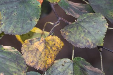 Bir ağacın yakın çekimi.