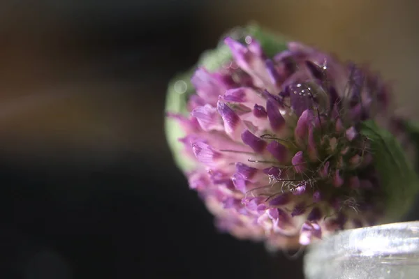 Nær en blomst – stockfoto