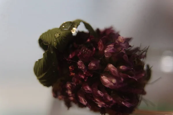 A close up of a flower — Stock Photo, Image