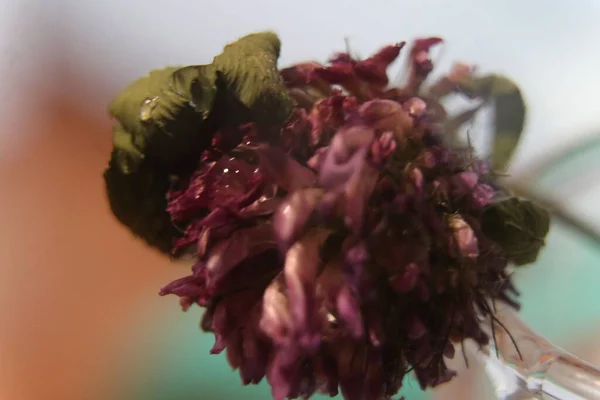 A close up of a flower — Stock Photo, Image