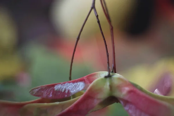 En närbild av en blomma — Stockfoto