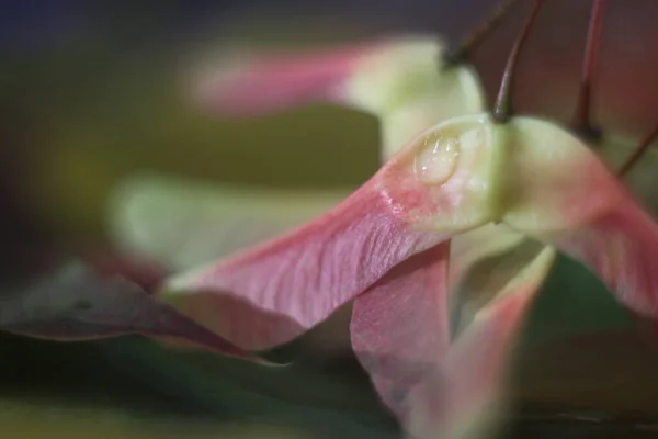 Un gros plan d'une fleur — Photo