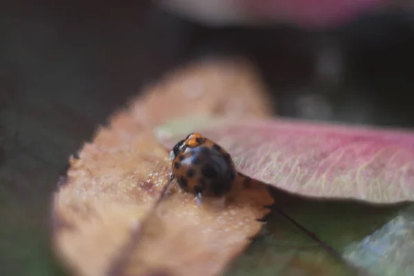 Lieveheersbeestje met een druppeltje op de bladeren — Stockfoto