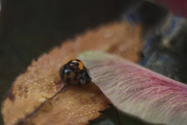 Joaninha com uma gota nas folhas — Fotografia de Stock