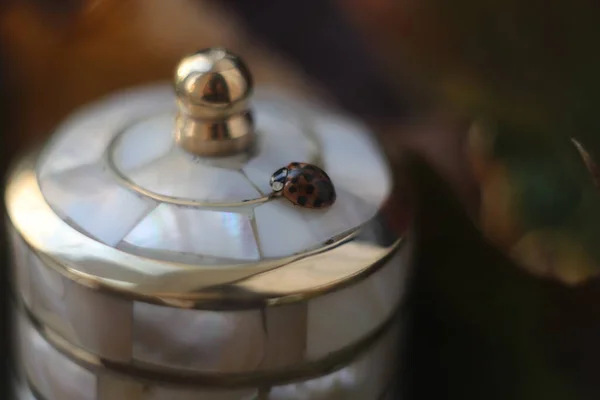 Coccinelle sur une boîte en nacre — Photo