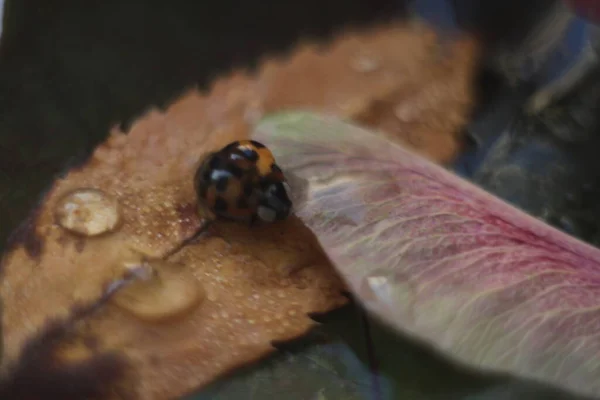 Joaninha com uma gota nas folhas — Fotografia de Stock