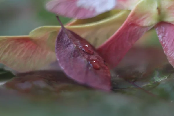 Un gros plan d'une fleur — Photo