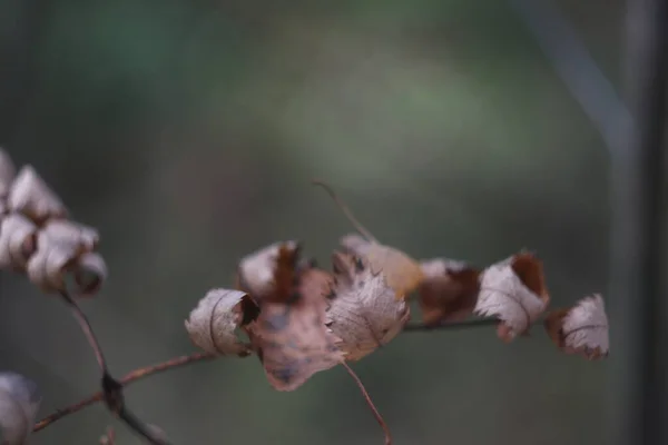 Een dichtbij van een boom — Stockfoto