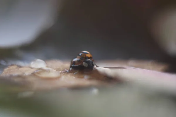 Joaninha com uma gota nas folhas — Fotografia de Stock