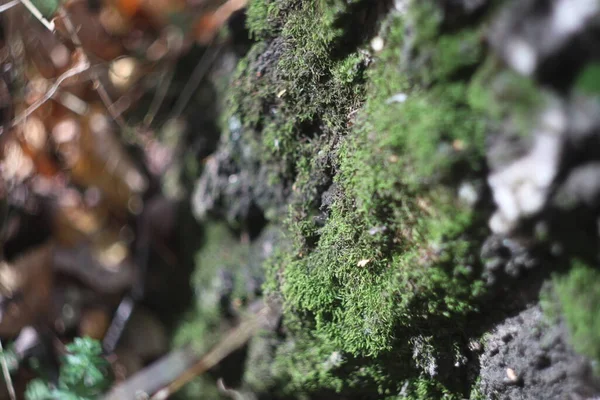 A close up of broccoli