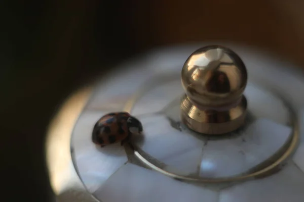 Coccinelle sur une boîte en nacre — Photo